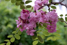 红花槐什么时候种植最好？