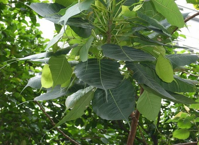 小盼菩提和菩提树的区别