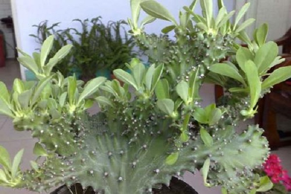 麒麟掌