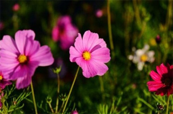 格桑花