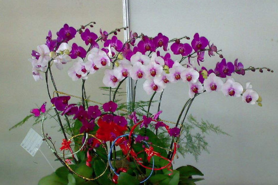 黄色<a href='https://www.861230.com/guanhuazhiwu/6598.html' target='_blank'><u>蝴蝶兰</u></a>
