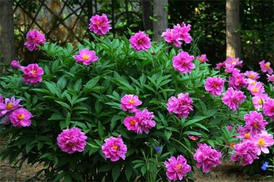 盆栽<a href='https://www.861230.com/guanhuazhiwu/6751.html' target='_blank'><u>芍药</u></a>花苞发黑的解决方法