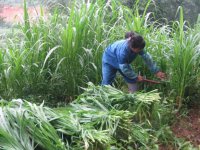 牧草种子种植及病虫害防护技术