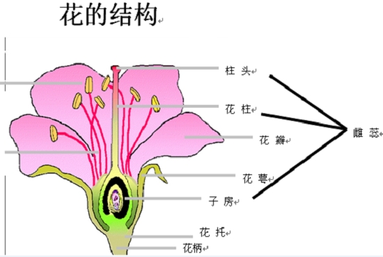 胚珠结构类型（图示）