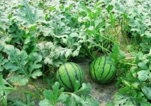 西瓜合理灌溉能促高产