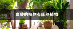 喜酸的植物有哪些植物