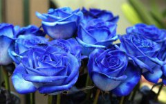 蓝色玫瑰的花语是什么