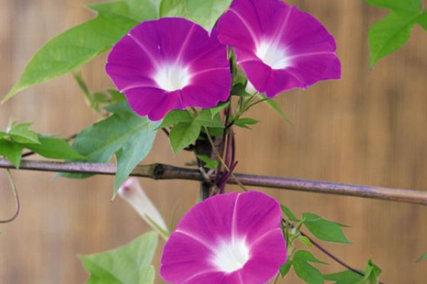 <a href='https://www.861230.com/guanhuazhiwu/6858.html' target='_blank'><u>牵牛花</u></a>喜欢酸性还是碱性