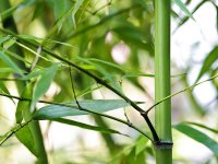 四季竹子繁殖方法