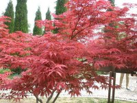 鸡爪槭和红枫有什么不同之处？