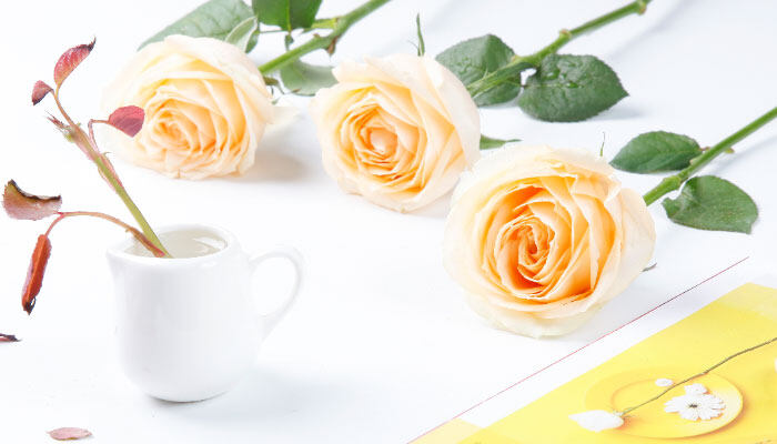 <a href='https://www.861230.com/guanhuazhiwu/31.html' target='_blank'><u>杜鹃花</u></a>