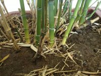 竹根怎样种植成活率高