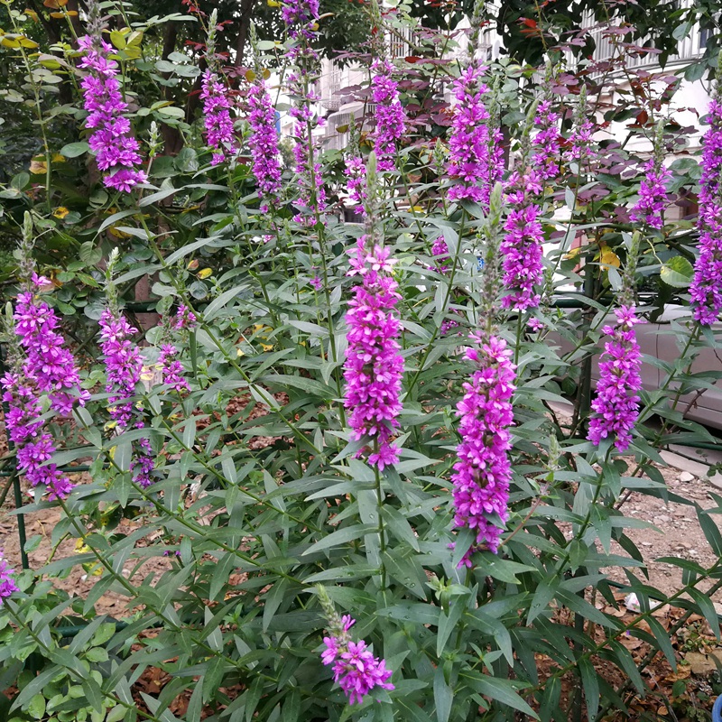 什么是千屈菜?千屈菜又有哪些作用呢?