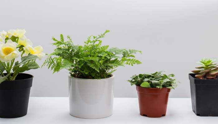 花草植物
