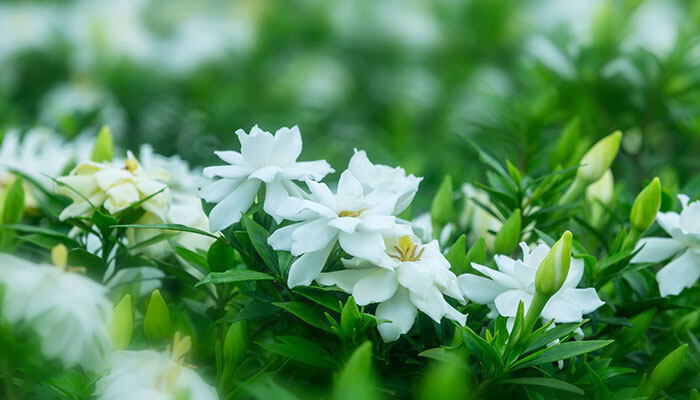 种植植物