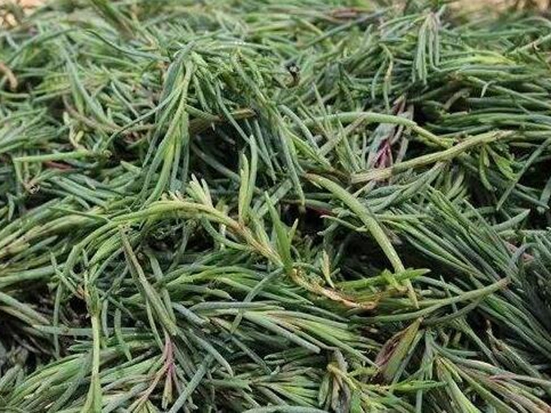 碱蓬草