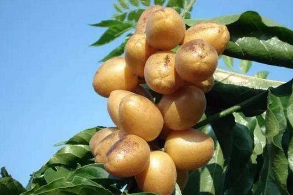 黄皮果树的栽培与管理方法有哪些