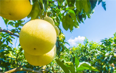 柚子树适合种植在什么地方？栽培技术要点有哪些？