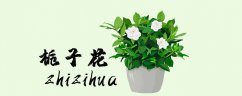 栀子花9月份开花吗