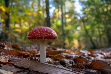 森林里的红色毒蝇伞蘑菇图片