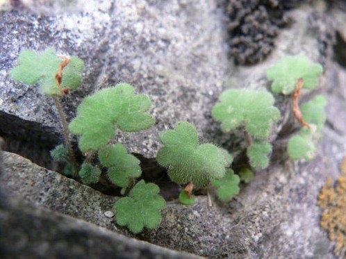 虎耳草的花语