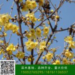 腊梅冬季里开花什么原因？