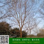 乌桕树的栽移定植需要注意哪些方面？
