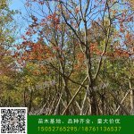 乌桕的形态特征有哪些？