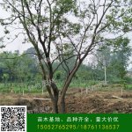 乌桕的地理分布和生长习性是什么的？