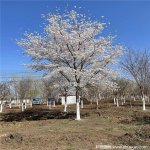 樱花树枯死了还能挽救吗？