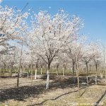 养护樱花过程中需要注意哪些方面呢？