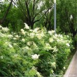珍珠梅——城市绿化最佳树种之一