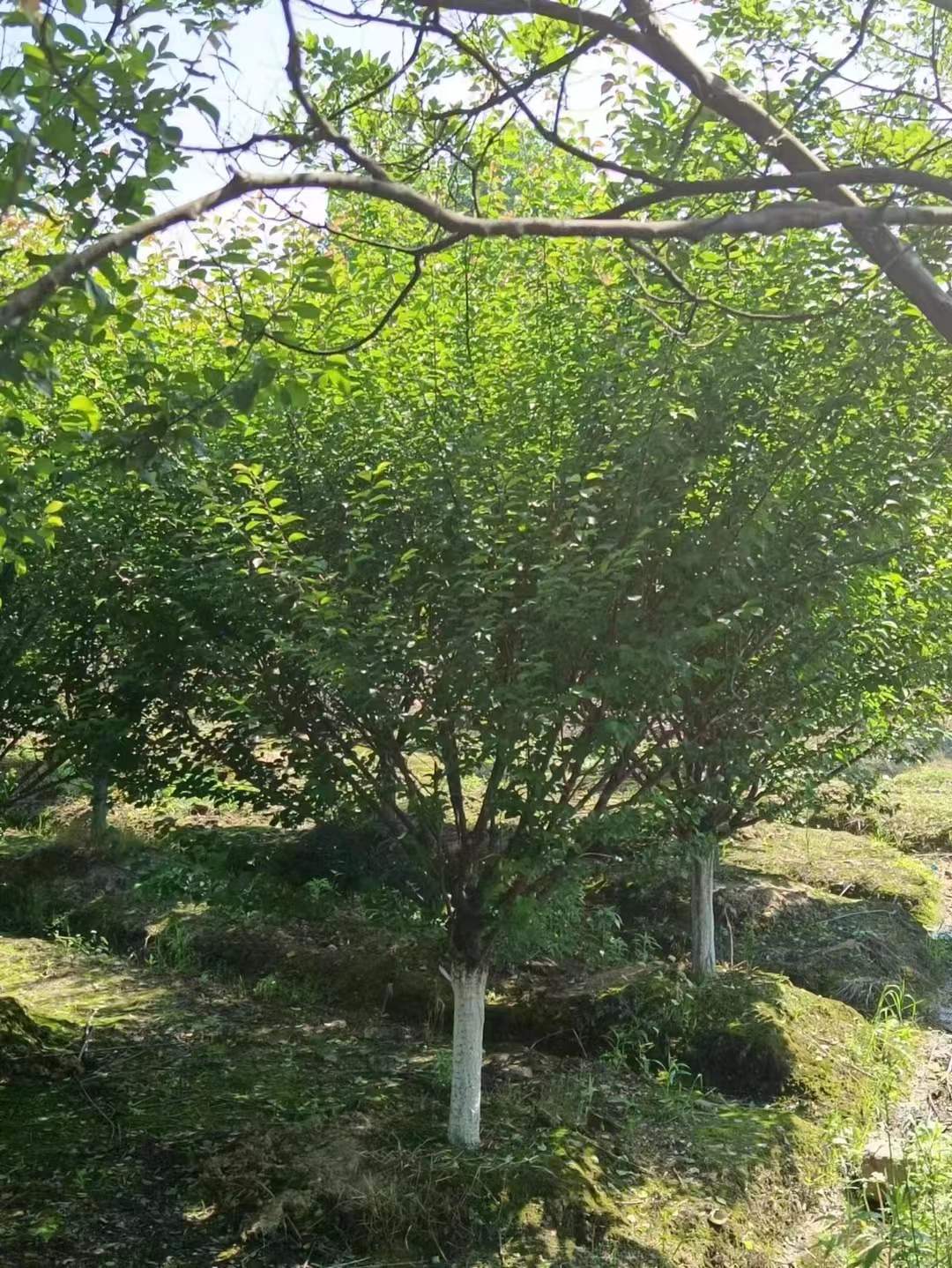 红<a href='https://www.861230.com/guanhuazhiwu/9.html' target='_blank'><u>梅</u></a>