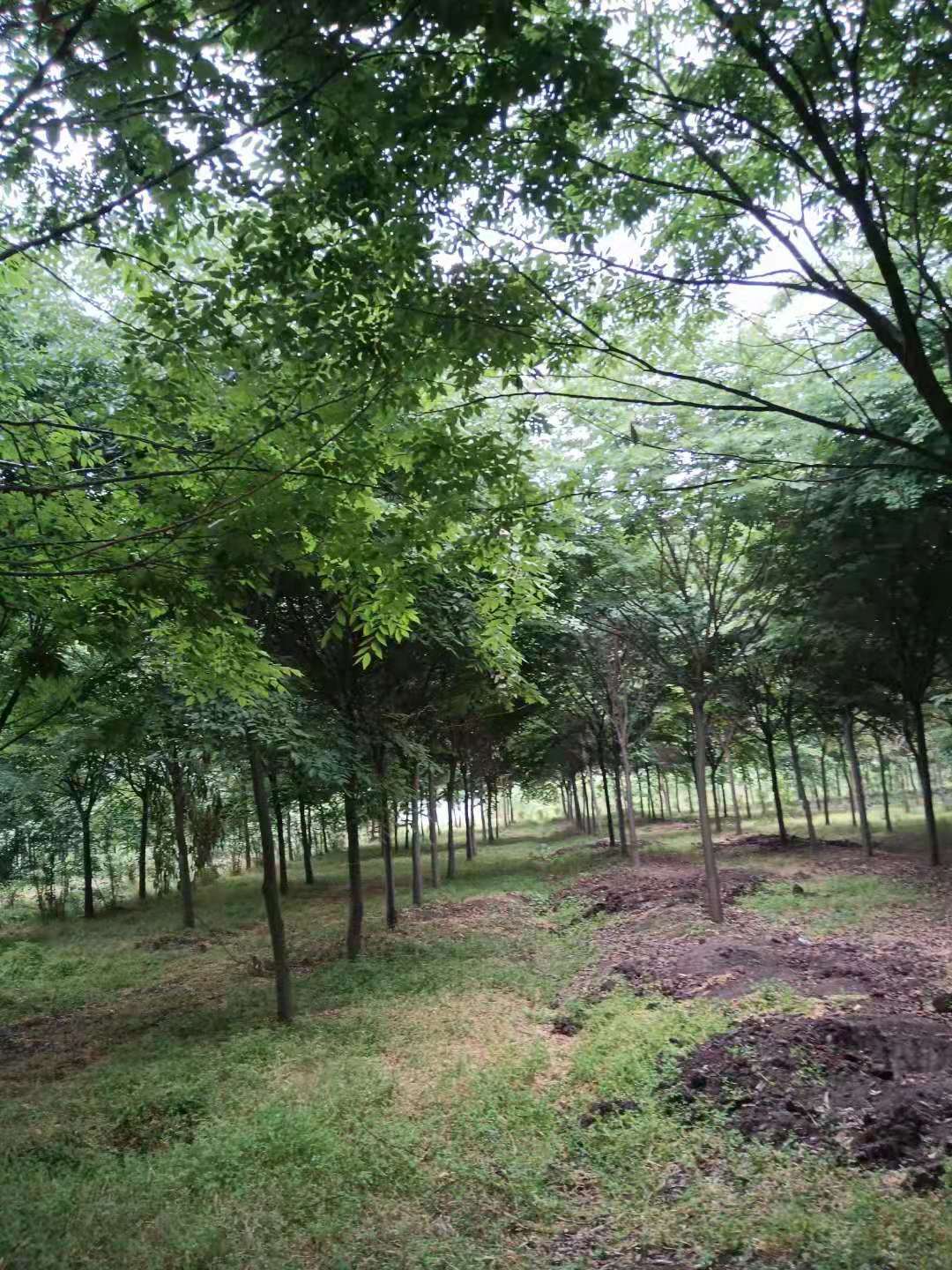 榉树