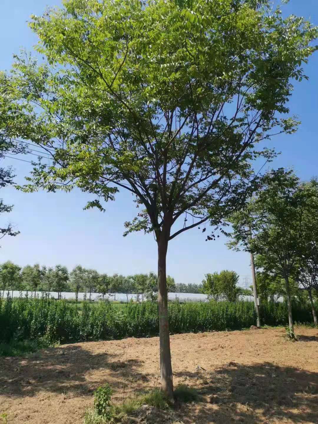 栾树