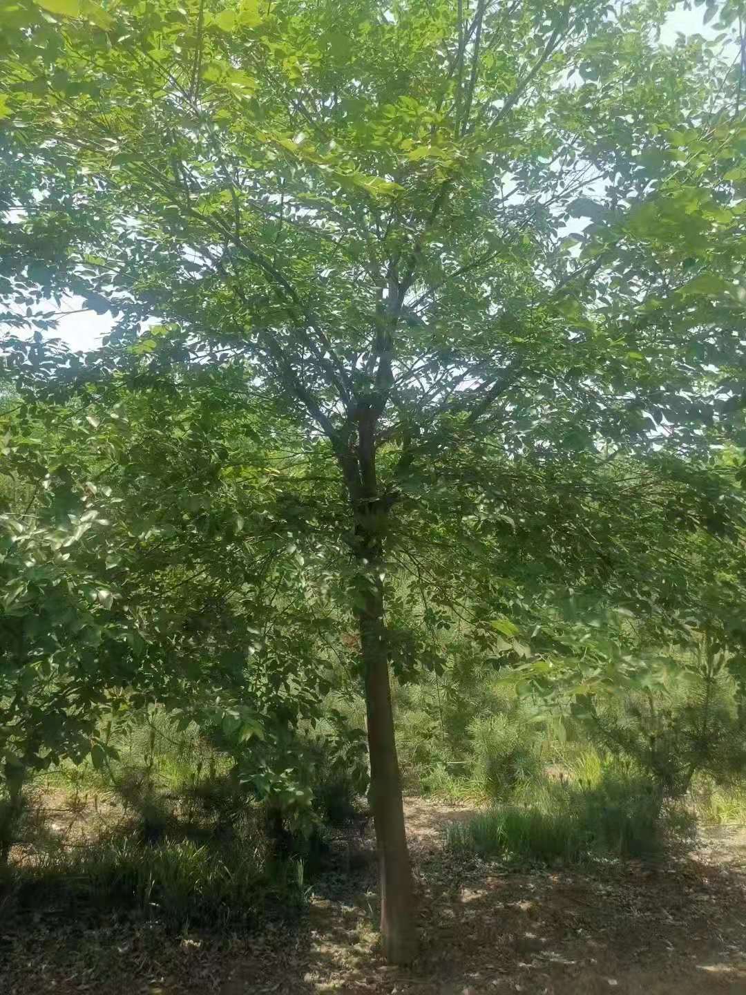 朴树
