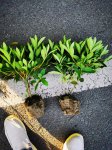 毛娟种植方法