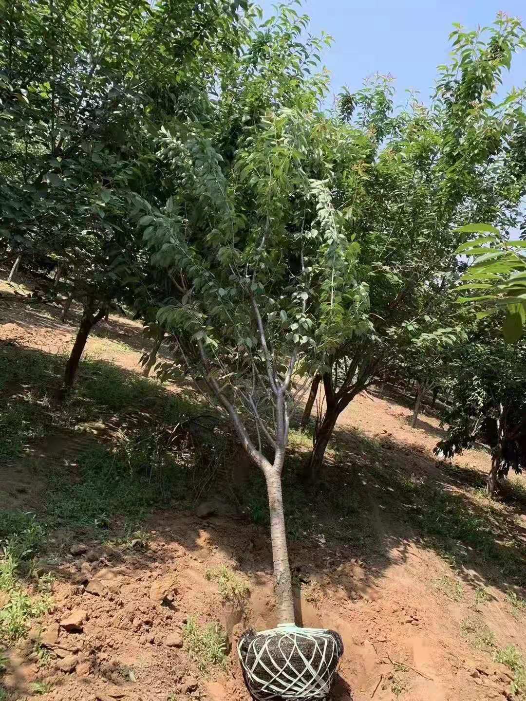 樱花