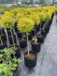 亮金女贞球种植方法