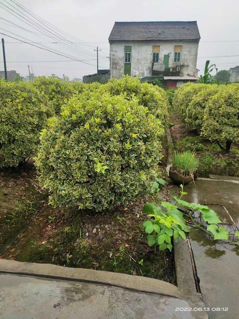 金边黄杨球