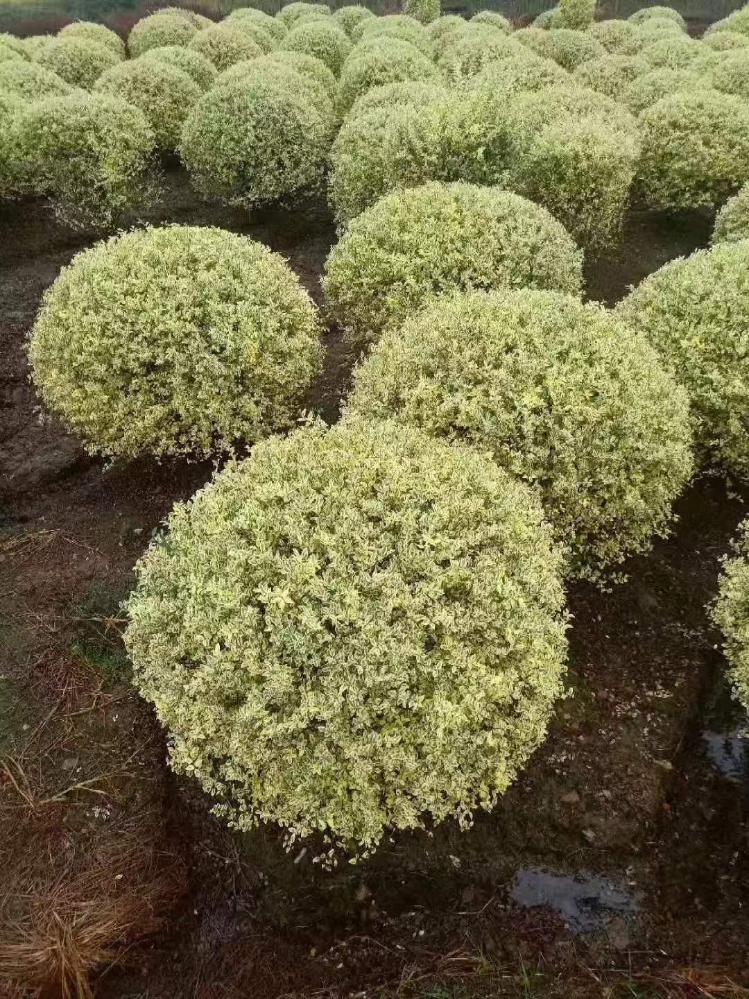 金姬小腊球