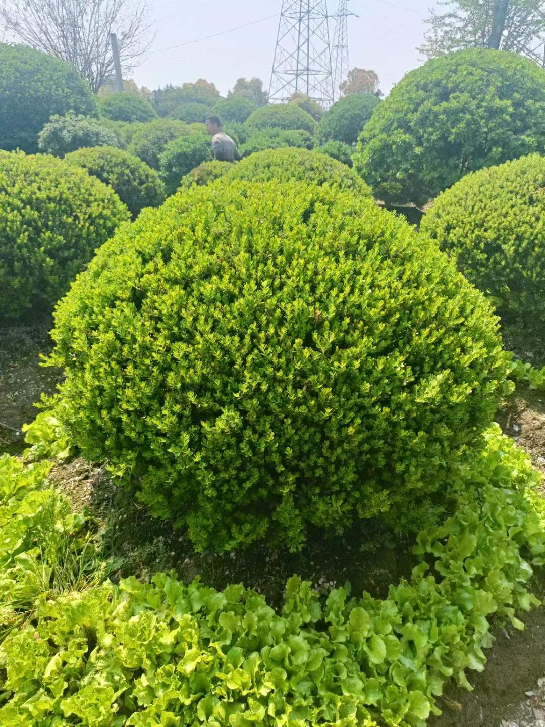 瓜子黄杨球