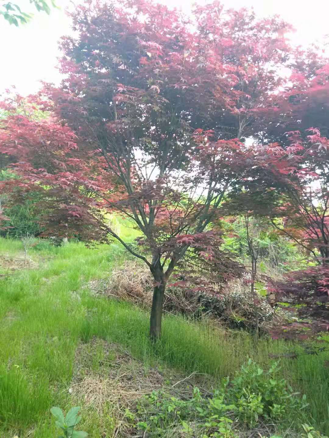 红枫