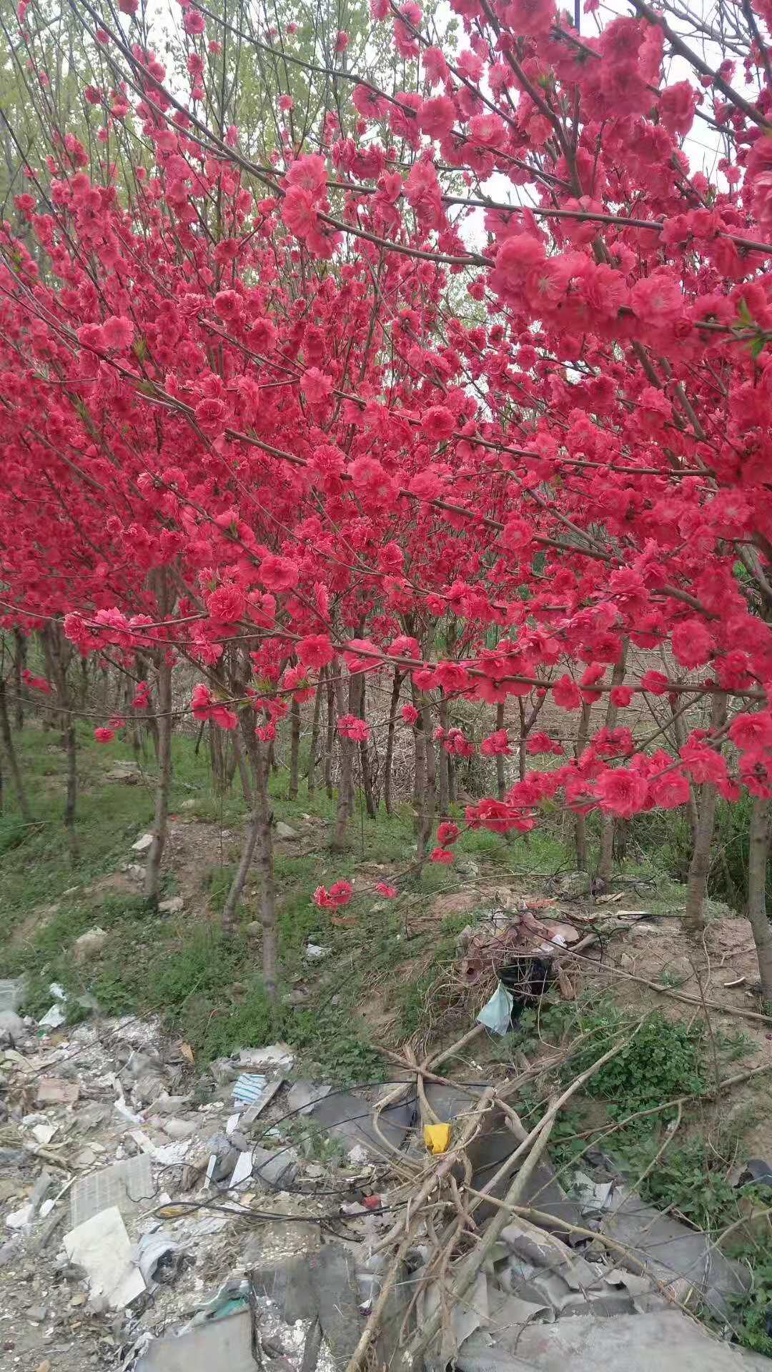 红叶碧桃