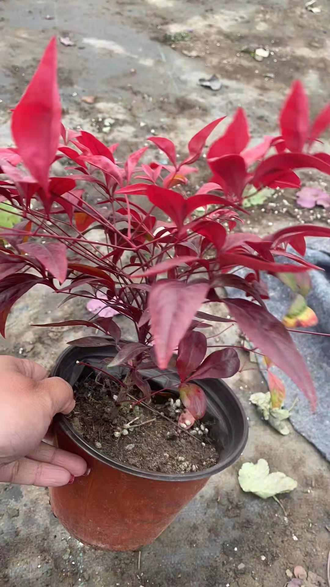 火焰南天竹