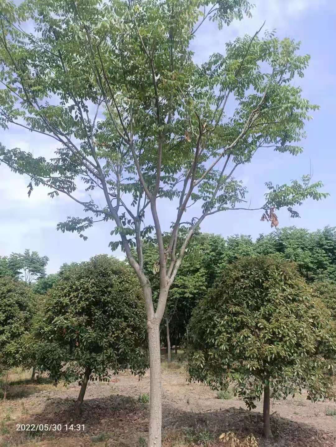 栾树