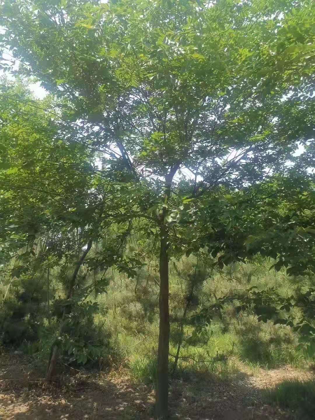 朴树