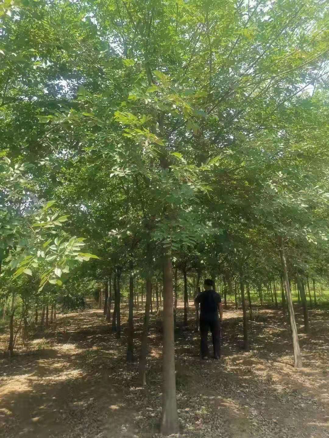 朴树