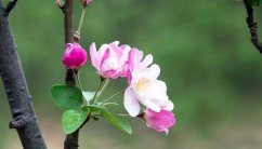 海棠花语是什么