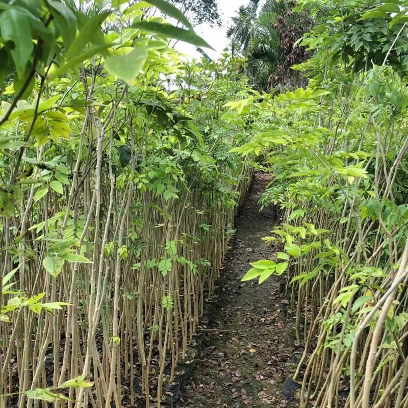 黄花梨小苗